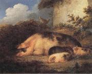 A Sow and Her Piglets